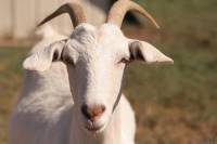 <b>Название: </b>Goat_face, <b>Добавил:<b> sharasoft<br>Размеры: 1600x1067, 187.4 Кб