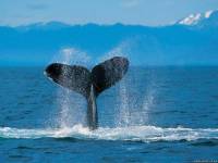 <b>Название: </b>Humpback Whale, <b>Добавил:<b> sharasoft<br>Размеры: 1024x768, 256.2 Кб