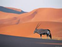 <b>Название: </b>Oryx Antelope, <b>Добавил:<b> sharasoft<br>Размеры: 1024x768, 290.9 Кб