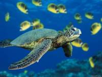 <b>Название: </b>Green Sea Turtle, <b>Добавил:<b> sharasoft<br>Размеры: 1024x768, 369.9 Кб