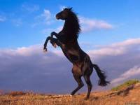 <b>Название: </b>Horses_035, <b>Добавил:<b> sharasoft<br>Размеры: 1024x768, 80.5 Кб