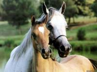 <b>Название: </b>Horses_010, <b>Добавил:<b> sharasoft<br>Размеры: 1024x768, 120.5 Кб