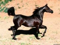 <b>Название: </b>Horses_036, <b>Добавил:<b> sharasoft<br>Размеры: 1024x768, 124.2 Кб