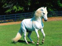 <b>Название: </b>Horses_011, <b>Добавил:<b> sharasoft<br>Размеры: 1024x768, 91.3 Кб