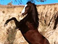 <b>Название: </b>Horses_042, <b>Добавил:<b> sharasoft<br>Размеры: 1600x1200, 300.3 Кб