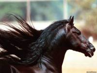 <b>Название: </b>Horses_024, <b>Добавил:<b> sharasoft<br>Размеры: 1024x768, 151.2 Кб