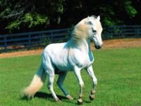 <b>Название: </b>Horses_029, <b>Добавил:<b> sharasoft<br>Размеры: 1600x1200, 329.1 Кб