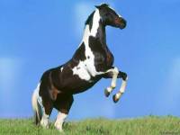 <b>Название: </b>Horses_033, <b>Добавил:<b> sharasoft<br>Размеры: 1024x768, 49.9 Кб