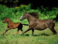 <b>Название: </b>Horses_026, <b>Добавил:<b> sharasoft<br>Размеры: 1024x768, 174.0 Кб