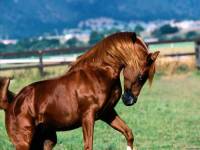 <b>Название: </b>Horses_04, <b>Добавил:<b> sharasoft<br>Размеры: 1600x1200, 316.2 Кб