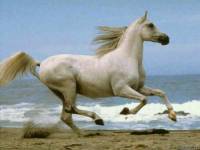 <b>Название: </b>Horses_013, <b>Добавил:<b> sharasoft<br>Размеры: 1024x768, 48.4 Кб