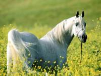 <b>Название: </b>Horses_02, <b>Добавил:<b> sharasoft<br>Размеры: 1600x1200, 358.3 Кб
