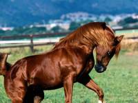 <b>Название: </b>Horses_030, <b>Добавил:<b> sharasoft<br>Размеры: 1600x1200, 283.3 Кб