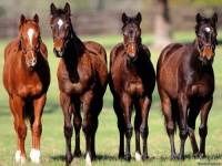 <b>Название: </b>Horses_016, <b>Добавил:<b> sharasoft<br>Размеры: 1024x768, 78.2 Кб