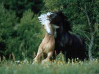 <b>Название: </b>Horses_028, <b>Добавил:<b> sharasoft<br>Размеры: 1024x768, 72.5 Кб