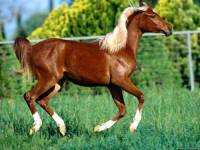 <b>Название: </b>Horses_019, <b>Добавил:<b> sharasoft<br>Размеры: 1024x768, 119.4 Кб
