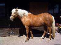 <b>Название: </b>Horses_040, <b>Добавил:<b> sharasoft<br>Размеры: 1024x768, 138.7 Кб