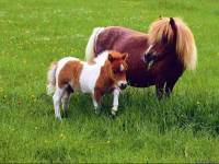 <b>Название: </b>Horses_015, <b>Добавил:<b> sharasoft<br>Размеры: 1024x768, 154.3 Кб