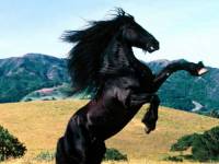<b>Название: </b>Horses_031, <b>Добавил:<b> sharasoft<br>Размеры: 1600x1200, 265.6 Кб