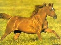 <b>Название: </b>Horses_06, <b>Добавил:<b> sharasoft<br>Размеры: 800x600, 64.9 Кб