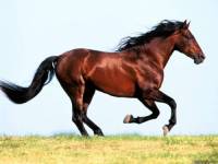 <b>Название: </b>Horses_023, <b>Добавил:<b> sharasoft<br>Размеры: 1024x768, 140.4 Кб