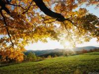<b>Название: </b>Autumn Leaves, <b>Добавил:<b> sharasoft<br>Размеры: 1024x768, 269.7 Кб